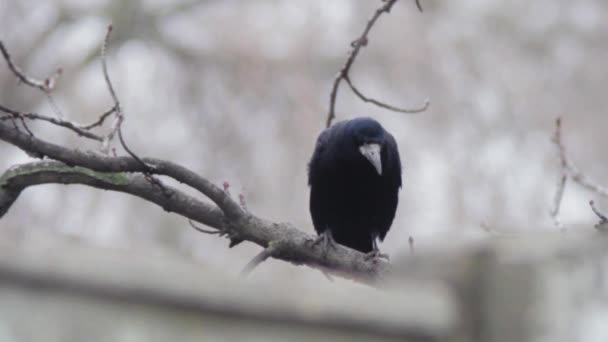 Crow on a tree — Stock Video