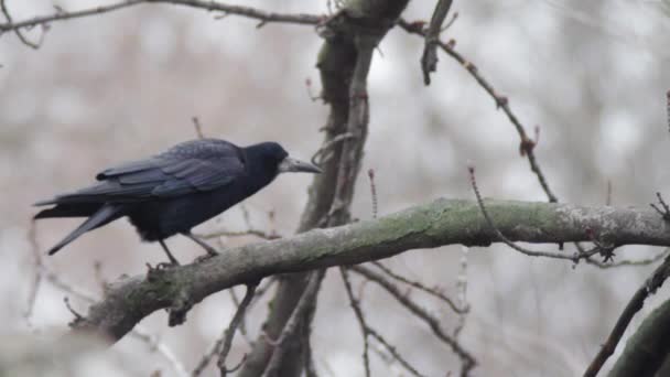 Krähe auf einem Baum — Stockvideo