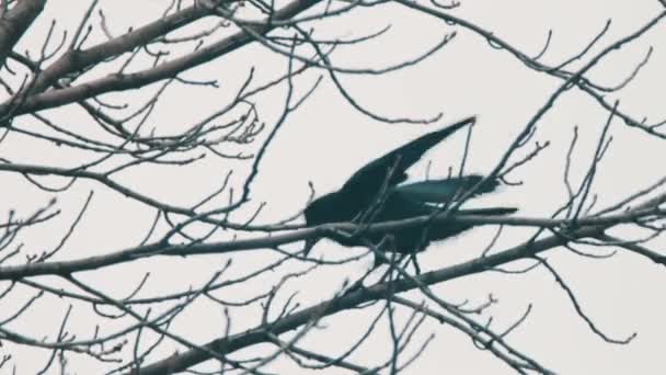 corbeau sur un arbre