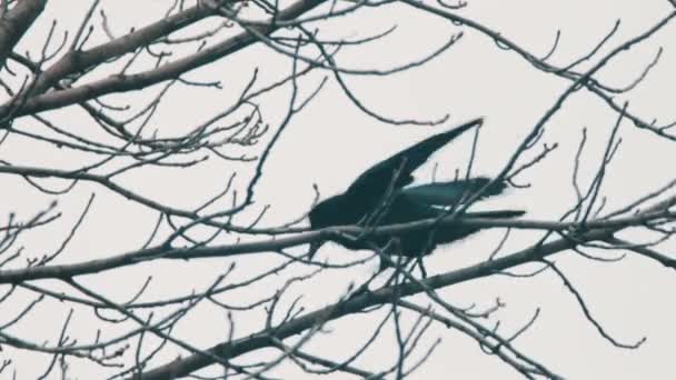 Krähe auf einem Baum — Stockvideo