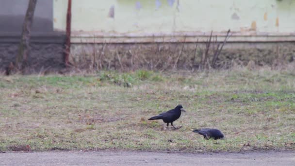 Tres cuervos en el suelo — Vídeos de Stock