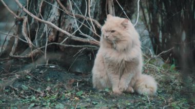 Büyük tüylü kedi