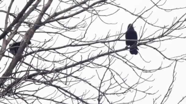 corbeau sur un arbre