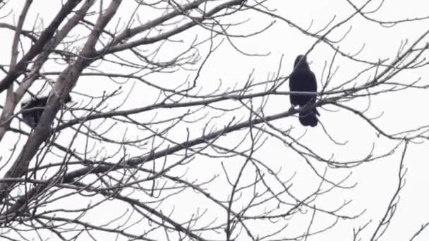 Krähe auf einem Baum — Stockvideo