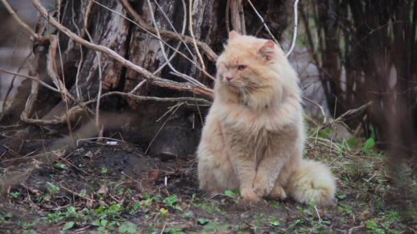 Μεγάλο φουντωτό γάτα — Αρχείο Βίντεο