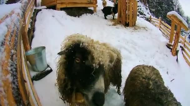 Pecore e capre in inverno sono nella neve e guardando la macchina fotografica . — Video Stock