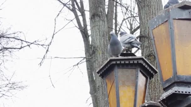 Голуби сидят на фонарном столбе — стоковое видео