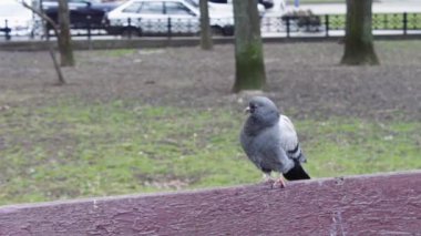 bir bankta oturan güvercin