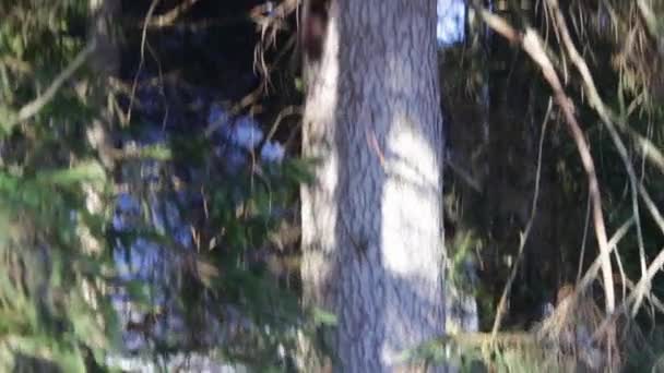 Eekhoorn in het forest zijn springen in de bomen — Stockvideo