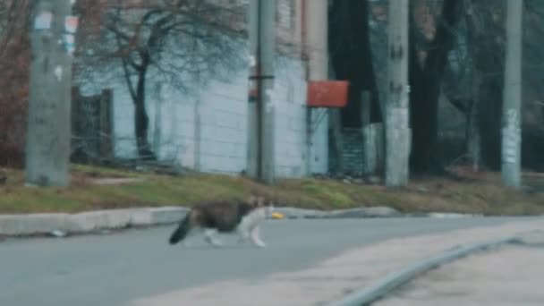 Cat corre a través de la carretera — Vídeo de stock