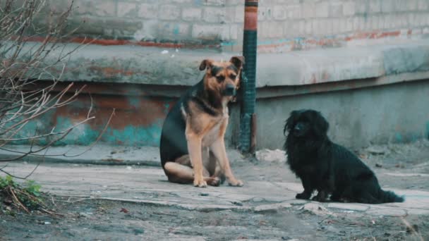 Две бездомные собаки сидят — стоковое видео