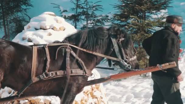 Прив'язаний кінь стоїть і випускає пару з носа — стокове відео