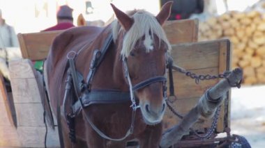 Hutsul sepetine harnessed vardır atlar