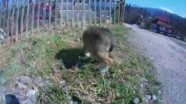 Yolda çalışan köpek yavrusu.