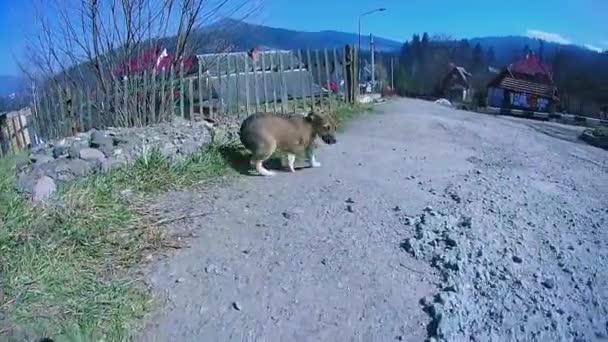 Piccolo cucciolo che corre sulla strada . — Video Stock