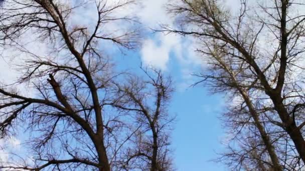 Nubes moviéndose sobre un fondo de árboles en el bosque. Cronograma — Vídeos de Stock