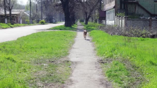Hof, streunende Hunde laufen die Straße hinunter. — Stockvideo