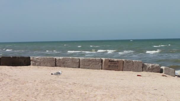 Seagull sitting on the beach of the sea coast — Stock Video