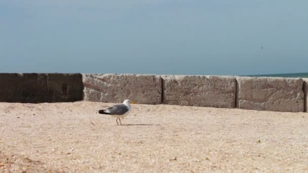 Seagull sitting on the beach of the sea coast — Stock Video