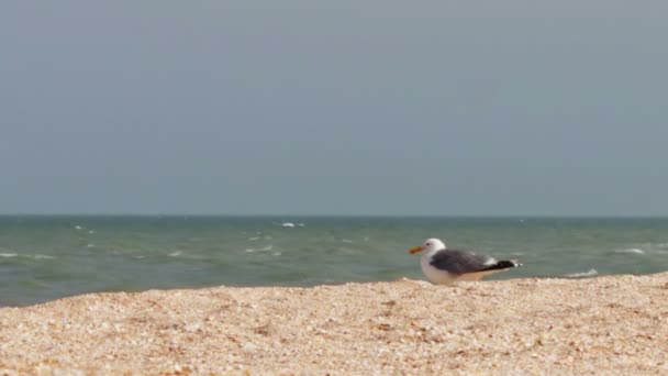 Seagull zittend op het strand van de kust — Stockvideo