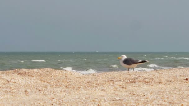 Gaviota sentada en la playa de la costa — Vídeos de Stock