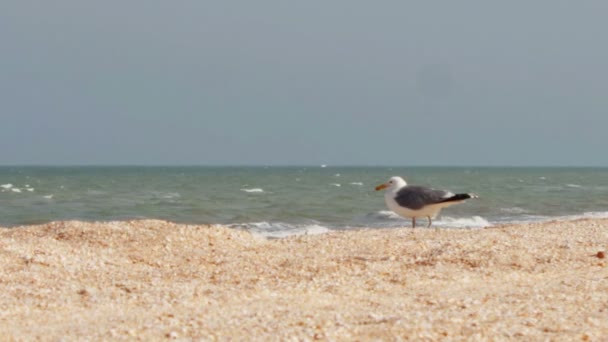 Чайка, сидячи на пляжі узбережжя моря — стокове відео