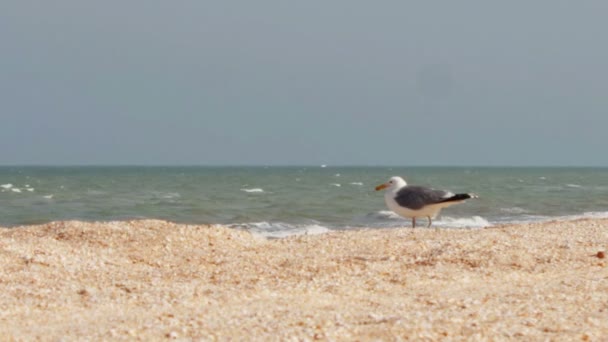 Seagull sitter på stranden av sjön — Stockvideo