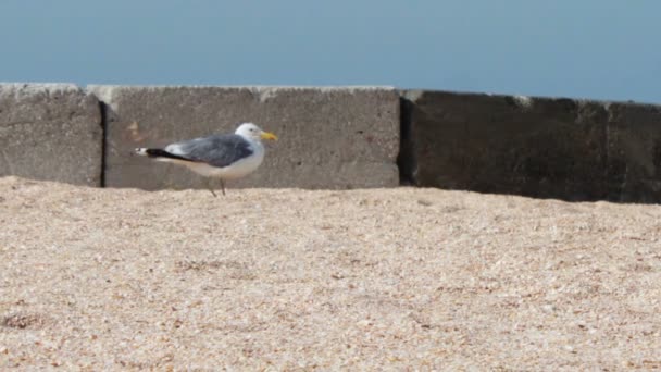 Gaivota sentado na praia da costa do mar — Vídeo de Stock