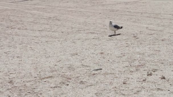 One leg Gull on the beach, is on the beach and looking for food in the background deserted beach. — Stock Video