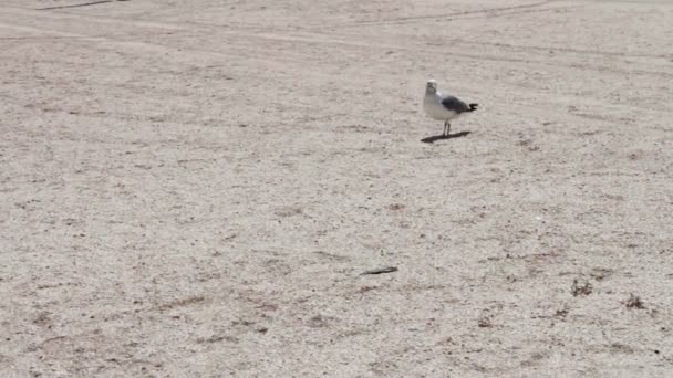 Einbeinmöwe am Strand, steht am Strand und sucht im Hintergrund verlassenen Strand nach Nahrung. — Stockvideo