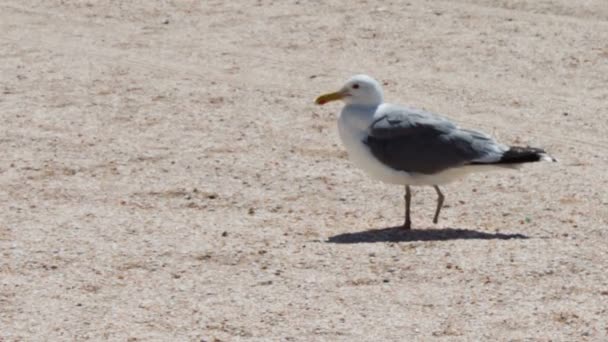 Ноги однієї чайки на пляжі, є на пляжі, дивлячись на продовольство у фоновому режимі пустельний пляж. — стокове відео