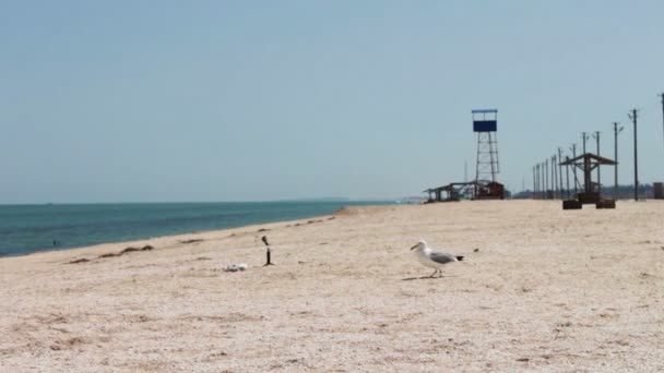 Egyik lábát sirály a parton, evés a parton, a háttérben a kihalt strand. — Stock videók