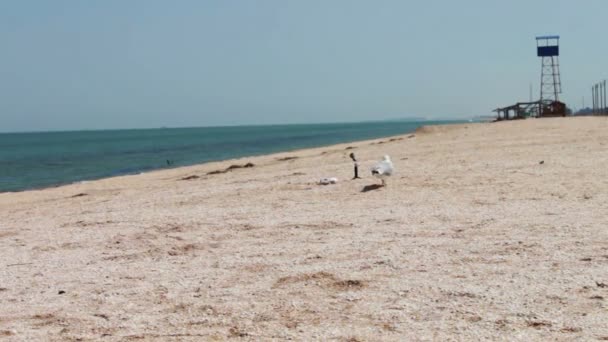 Gabbiano con una gamba sulla spiaggia, mangiare un pasto sulla spiaggia sullo sfondo della spiaggia deserta . — Video Stock