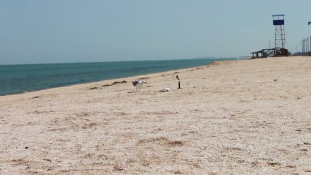 Une jambe Mouette sur la plage, mangeant un repas sur la plage sur fond de plage déserte . — Video