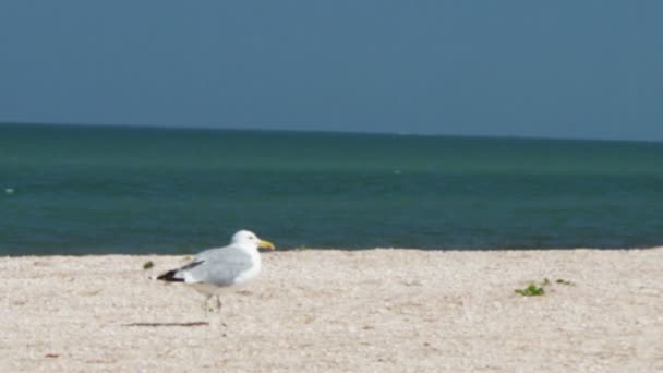 Möwe am Strand, steht und geht am Strand am Meer vor dem Hintergrund der Wellen und des blauen Himmels. — Stockvideo