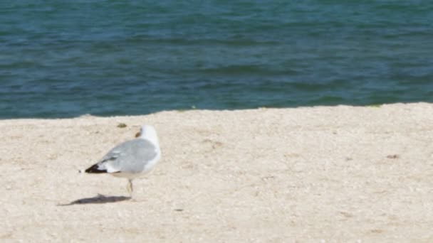 海鸥在海滩上，站立和海上的波浪和蓝蓝的天空背景上走在沙滩上. — 图库视频影像