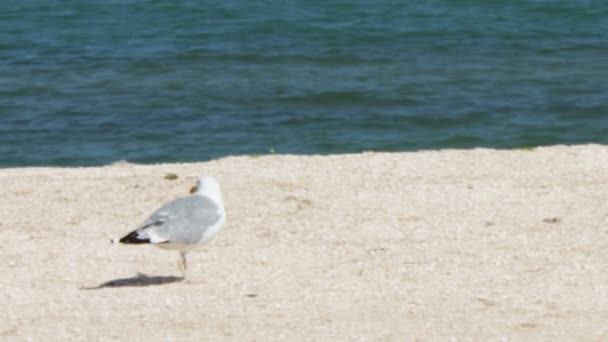 Måsen på stranden, står och promenader på stranden vid havet på en bakgrund av vågor och den blå himlen. — Stockvideo