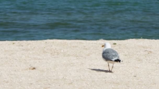 Mouette sur la plage, se tient debout et marche sur la plage au bord de la mer sur un fond de vagues et le ciel bleu . — Video