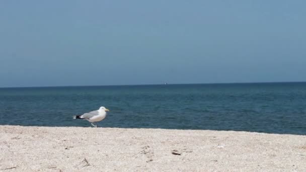 Gaviota en la playa, se levanta y camina por la playa junto al mar sobre un fondo de olas y el cielo azul . — Vídeos de Stock