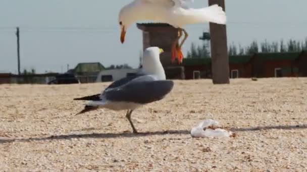 Un sacco di gabbiani sulla spiaggia che mangiano un pasto e si urlano contro sullo sfondo del mare e del cielo blu . — Video Stock