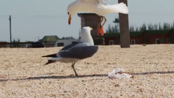 Viele Möwen am Strand essen eine Mahlzeit und schreien sich vor dem Hintergrund von Meer und blauem Himmel an. — Stockvideo