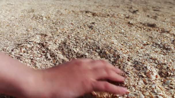 A mans hand takes seashells, sand on the beach — Stock Video