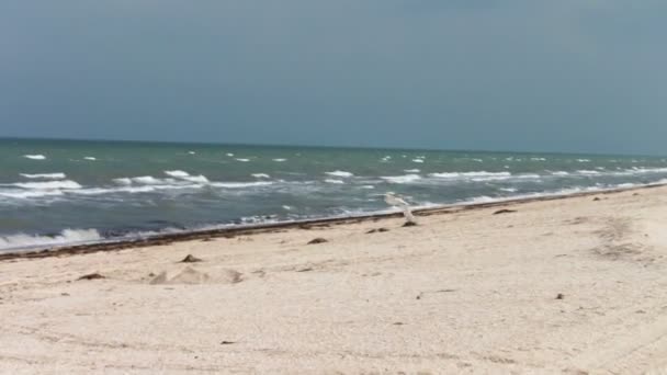 Gabbiano che vola nel cielo sopra il mare — Video Stock