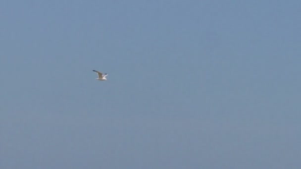 Gabbiano che vola nel cielo sopra il mare — Video Stock