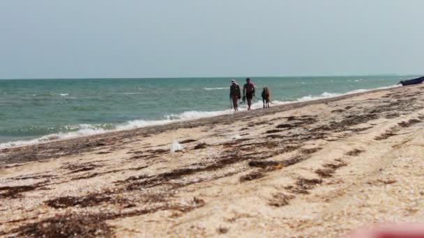 People and ponies, horse, go on seashore on the beach of the sea. — Stock Video