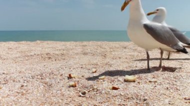 martı sahilde birlikte birbirlerine bağırarak yemek, akın ve ekmek yemek