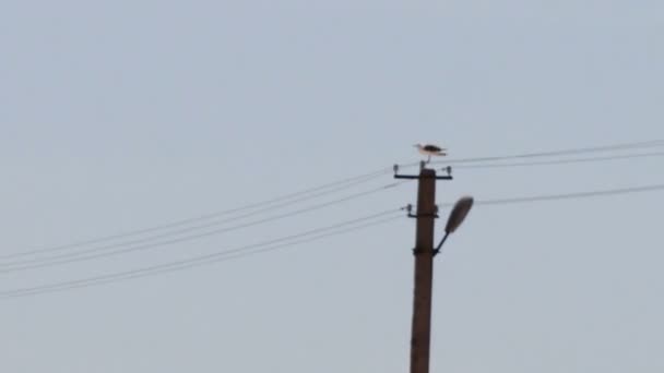 Gaivota sentado em um poste de luz, torre de transmissão . — Vídeo de Stock