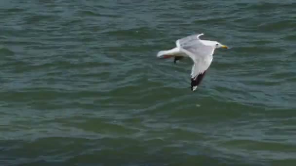 Möwe fliegt am Himmel über dem Meer — Stockvideo