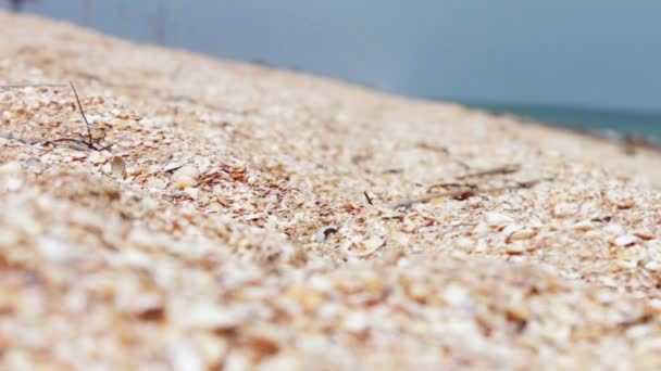 Schelpen op het strand, het strand kust in de buurt van de zee. — Stockvideo