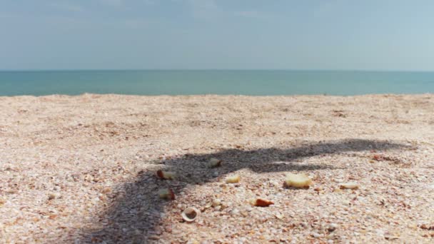 Las gaviotas en la playa se reúnen para comer, se gritan y comen pan — Vídeo de stock